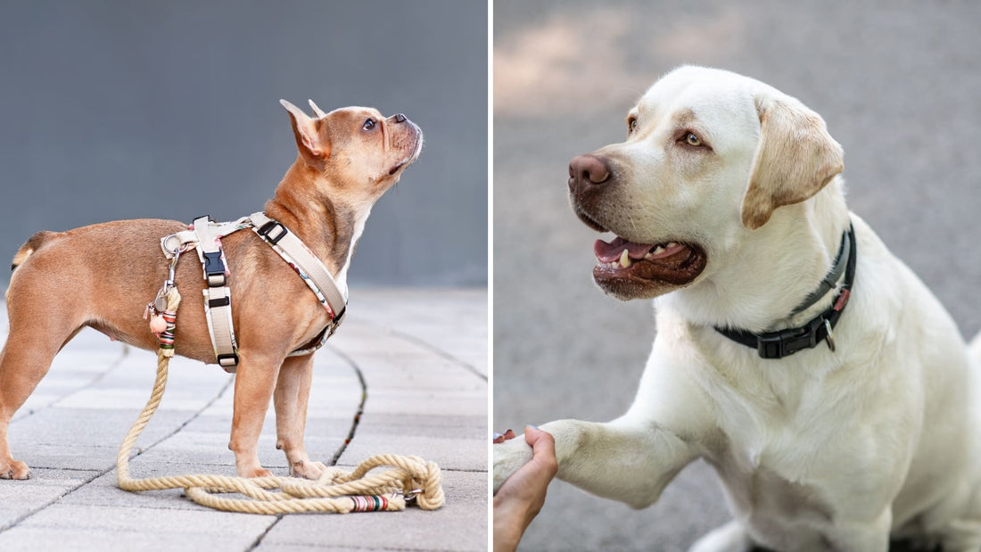 Choisir entre harnais ou collier pour promener son chien