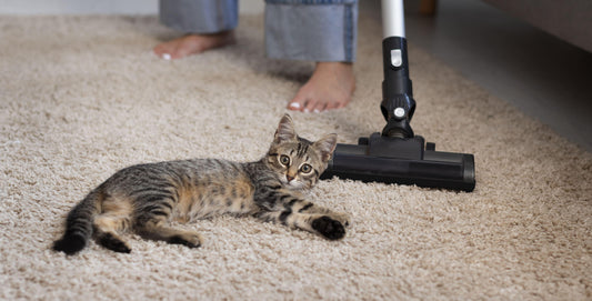 Aspirateur pour les Poils d'Animaux : Le Guide Ultime pour Propriétaires d'Animaux