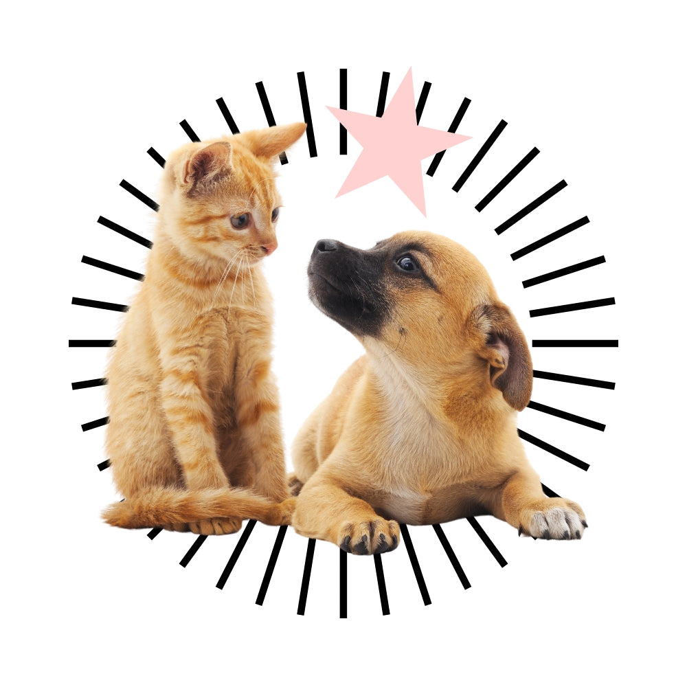 Voir tous les produits pour chiens et chats Fur Wonders