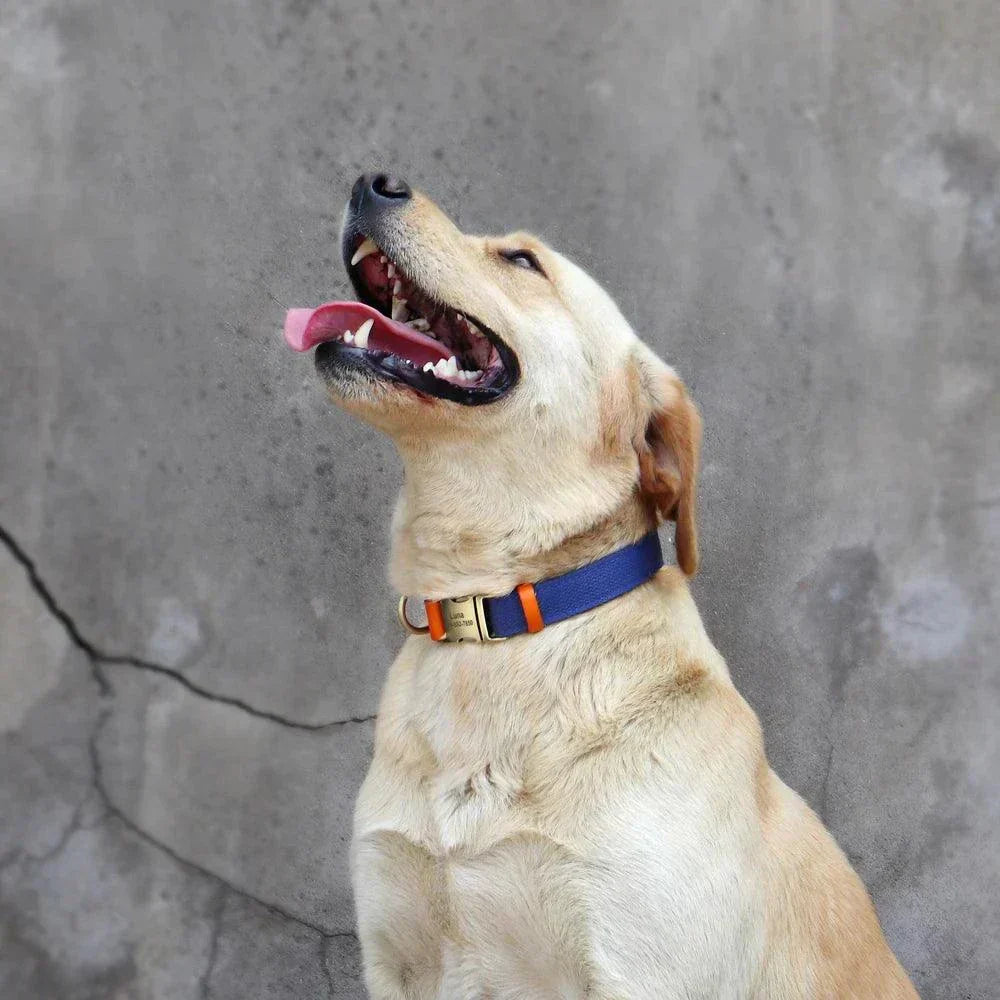 Collier en cuir pour chien personnalisé, set de collier et laisse avec plaque gravée